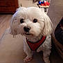 Jasper is registered to the contest to win money with this photo: dog, white, fluffy, pet, indoor, couch, harness, living_room, furniture, curious, small_dog, canine, cute, domestic_animal, wood_floor, textile, home, companion, animal, friendly