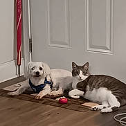 Jasper And Trout is registered to the contest to win money with this photo: animal, cat, companion, cord, dog, domestic, door, floor, harness, home, indoor, mat, pet, relaxed, resting, shoe, tabby_cat, toy, white_dog, wooden_floor