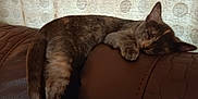 Sissy joined the competition — help win amazing prizes! animal, brown_leather, cat, comfort, couch, cozy, curtain, feline, fur, home, indoor, pattern, paw, pet, quiet, relaxed, resting, sleeping, soft_light, tail