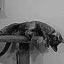 Sissy is registered to the contest to win money with this photo: animal, black_and_white, cat, cat_tree, curious, ears, eyes, feline, furniture, indoor, lounging, paw, pet, platform, relaxed, tail, texture, upside_down, wall, whiskers