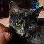 Sissy is registered to the contest to win money with this photo: animal, attention, cat, close_up, comfort, cozy, cute, domestic_cat, face, feline, fur, gray_cat, hand, indoor, pet, portrait, relaxed, touch, whiskers, yellow_eyes