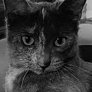 Sissy joined the competition — help win amazing prizes! animal, black_and_white, cat, close_up, cute, domestic_animal, ears, expression, eyes, face, feline, focus, fur, indoor, looking, muzzle, pet, portrait, whisker, whiskers