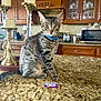 cat, tabby, blue_collar, granite_countertop, kitchen, candle_holder, wooden_cabinet, dishes, microwave, toaster, cup, counter, pet, feline, indoor, curious, sitting, domestic, animal, household