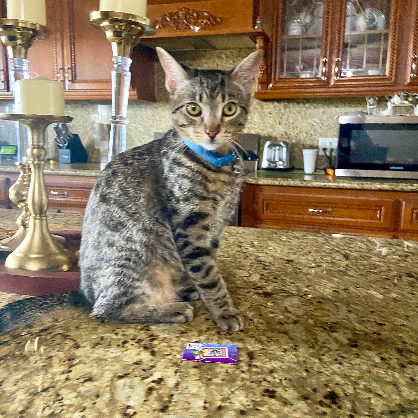Tiger is registered to the contest to win money with this photo: animal, blue_collar, candle_holder, cat, counter, cup, curious, dishes, domestic, feline, granite_countertop, household, indoor, kitchen, microwave, pet, sitting, tabby, toaster, wooden_cabinet