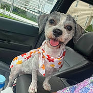 Waynnette Brown joined the competition — help win amazing prizes! autumn_leaves, bandana, car, car_interior, close_up, collar, colorful, dog, floppy_ears, gray_and_white, happy, passenger_seat, pet, portrait, puppy, road_trip, scarf, sitting, tongue_out, urban_background