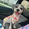 autumn_leaves, bandana, car, car_interior, close_up, collar, colorful, dog, floppy_ears, gray_and_white, happy, passenger_seat, pet, portrait, puppy, road_trip, scarf, sitting, tongue_out, urban_background