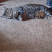 Trouble joined the competition — help win amazing prizes! animal, carpet, cat, cozy, cute, domestic_animal, ears, feline, floor, fur, home, indoor, lying_down, pet, relaxed, resting, striped, tabby, tail, whiskers