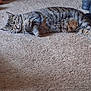 animal, carpet, cat, cozy, cute, domestic_animal, ears, feline, floor, fur, home, indoor, lying_down, pet, relaxed, resting, striped, tabby, tail, whiskers