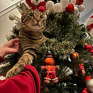 Frankie is registered to the contest to win money with this photo: cat, tabby_cat, christmas_tree, christmas_ornaments, gingerbread_man_ornament, snowman_ornament, hand, holiday, decorations, pine_branches, red_ornaments, white_ornaments, greenery, indoor, festive, curious_cat, pet, animal, feline, celebration