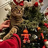 cat, tabby_cat, christmas_tree, christmas_ornaments, gingerbread_man_ornament, snowman_ornament, hand, holiday, decorations, pine_branches, red_ornaments, white_ornaments, greenery, indoor, festive, curious_cat, pet, animal, feline, celebration
