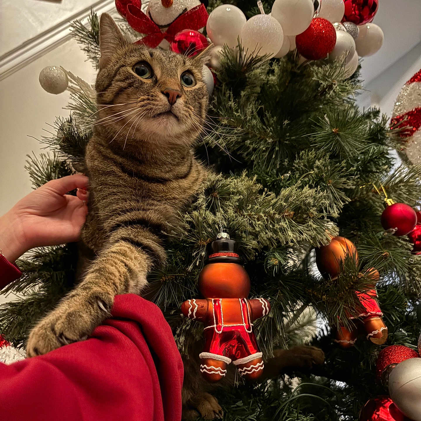 Frankie is registered to the contest to win money with this photo: cat, tabby_cat, christmas_tree, christmas_ornaments, gingerbread_man_ornament, snowman_ornament, hand, holiday, decorations, pine_branches, red_ornaments, white_ornaments, greenery, indoor, festive, curious_cat, pet, animal, feline, celebration