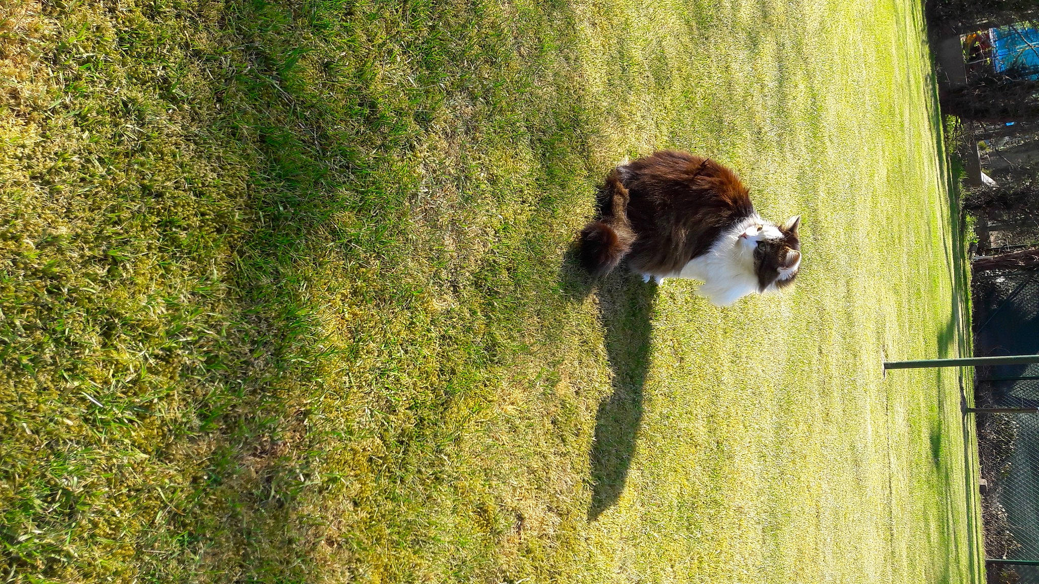 Peluche a rejoint le concours — aidez-le/la à gagner de superbes lots ! carnivore, cat, companion_dog, dog_breed, felidae, fur, grass, grass_family, grassland, groundcover, landscape, pasture, plant, small_to_medium_sized_cats, sporting_group, tail, terrestrial_animal, tree, whiskers, wood