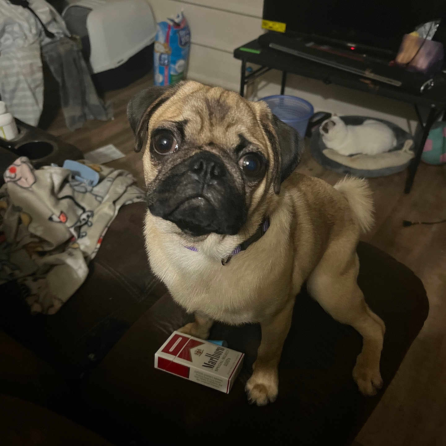 Leo is registered to the contest to win money with this photo: accessories, animal, baby, bag, box, canine, computerhardware, couch, desk, dog, electronics, furniture, handbag, hardware, monitor, person, pet, pug, screen, table