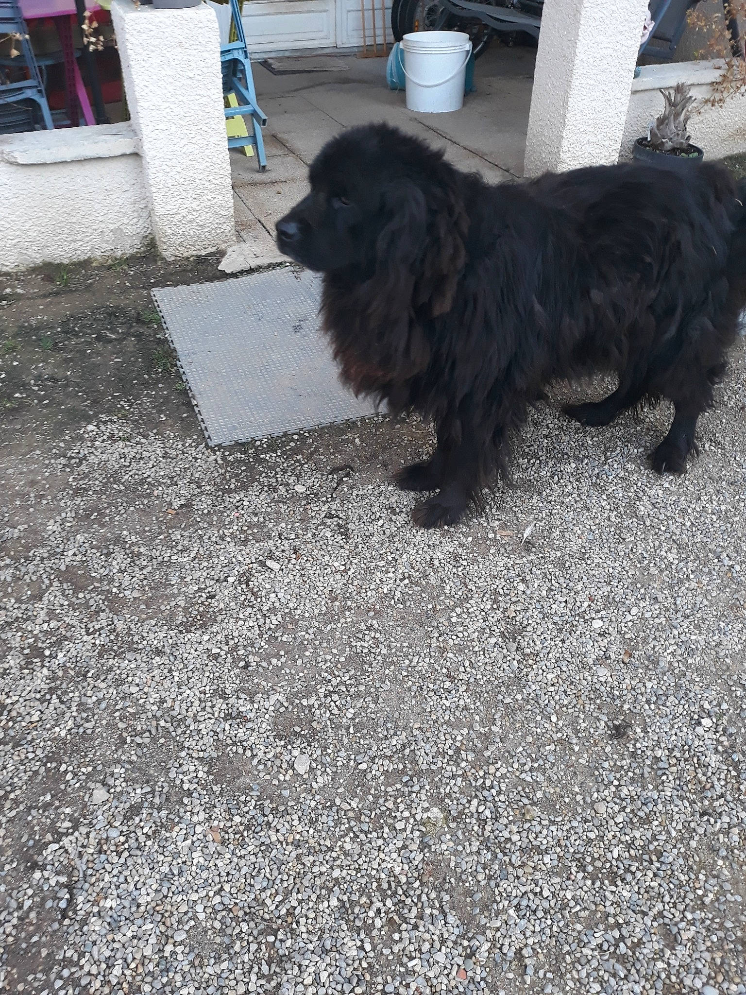 Hamlet a rejoint le concours — aidez-le/la à gagner de superbes lots ! canidae, cao_da_serra_de_aires, carnivore, cockapoo, companion_dog, dog, dog_breed, fawn, gaddi_kutta, mammal, newfoundland, sporting_group, vertebrate