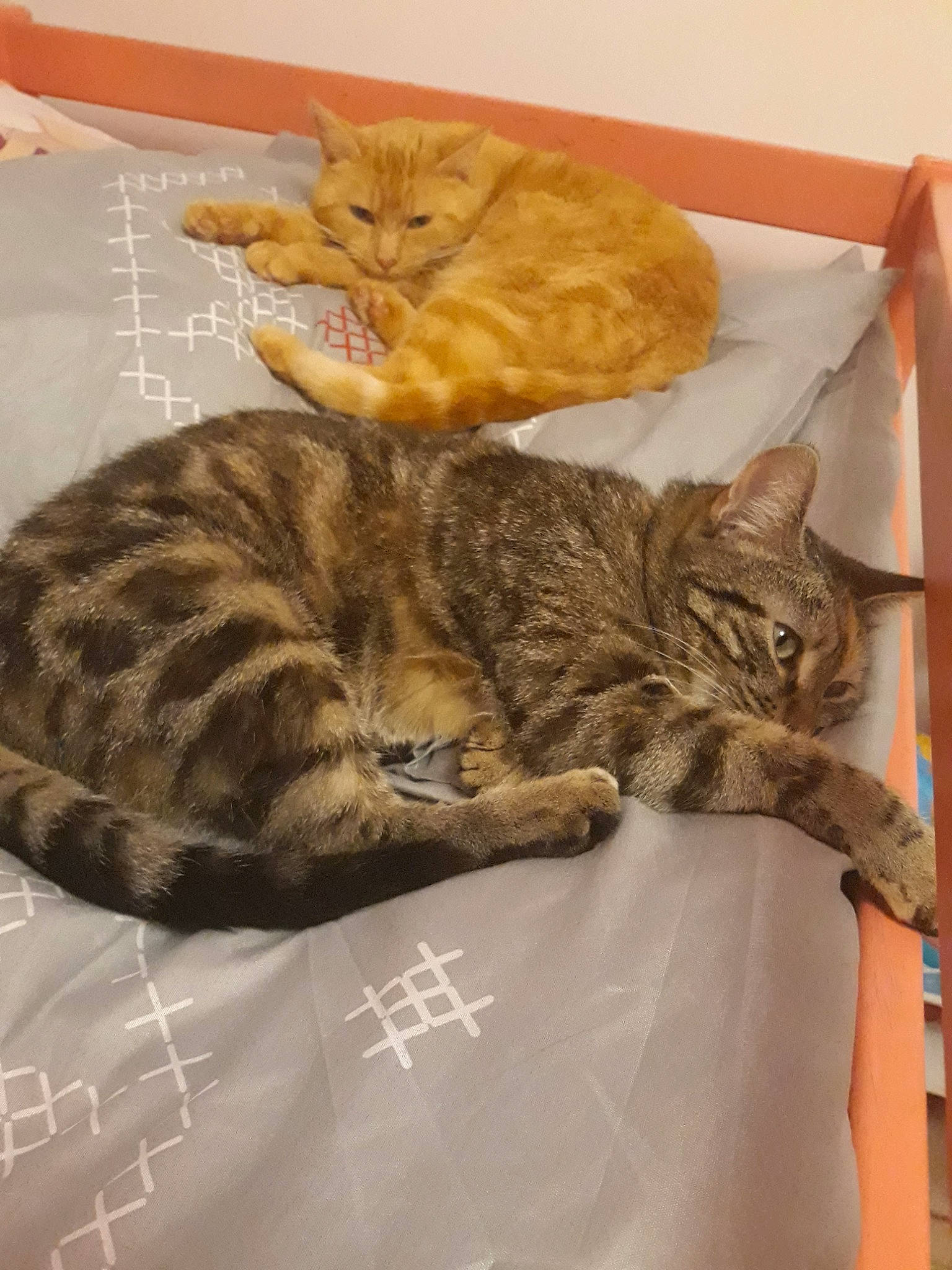 Bella participe au concours pour gagner de l'argent avec cette photo : american_shorthair, arabian_mau, asian, australian_mist, bengal, california_spangled, carnivore, cat, domestic_short_haired_cat, dragon_li, european_shorthair, felidae, fur, kitten, mammal, ocicat, small_to_medium_sized_cats, tabby_cat, toyger, whiskers