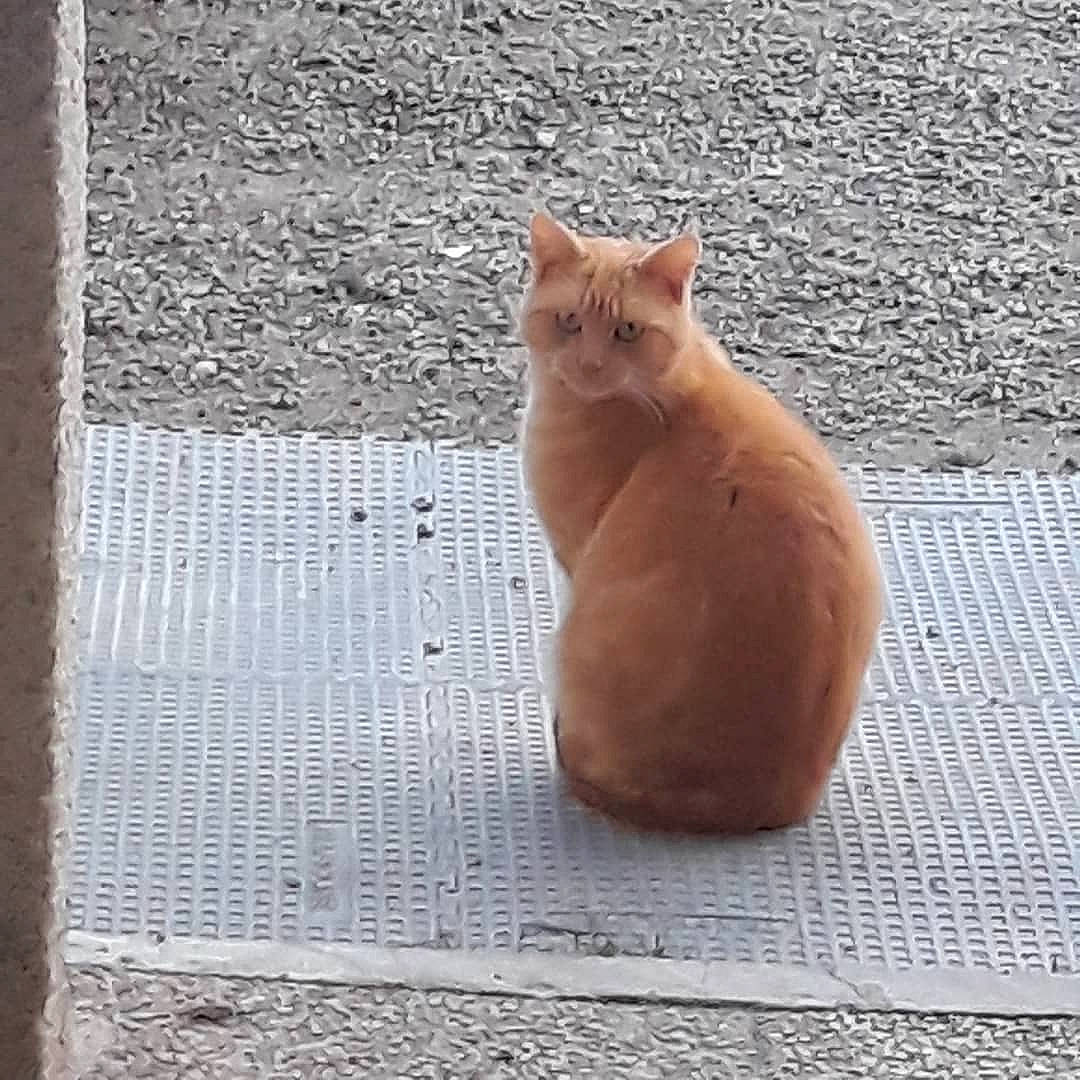 Bella participe au concours pour gagner de l'argent avec cette photo : aegean_cat, british_shorthair, carnivore, cat, domestic_short_haired_cat, european_shorthair, fawn, felidae, german_rex, small_to_medium_sized_cats, tail, whiskers, wood