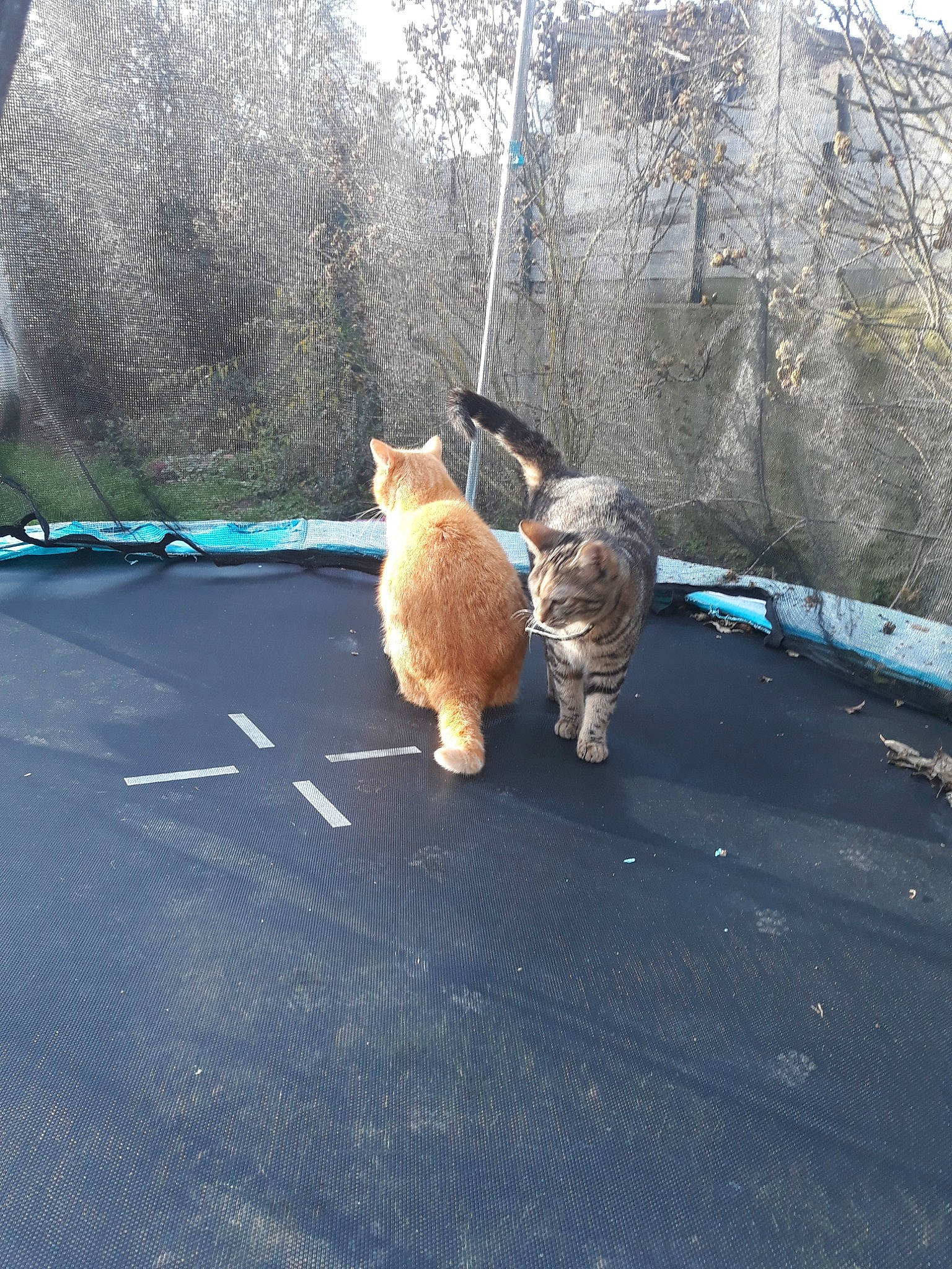 Bella a rejoint le concours — aidez-le/la à gagner de superbes lots ! asphalt, canidae, carnivore, cat, dog, dog_breed, fawn, felidae, pembroke_welsh_corgi, small_to_medium_sized_cats, snapshot, sporting_group, tail, trampoline, trampolining_equipment_and_supplies