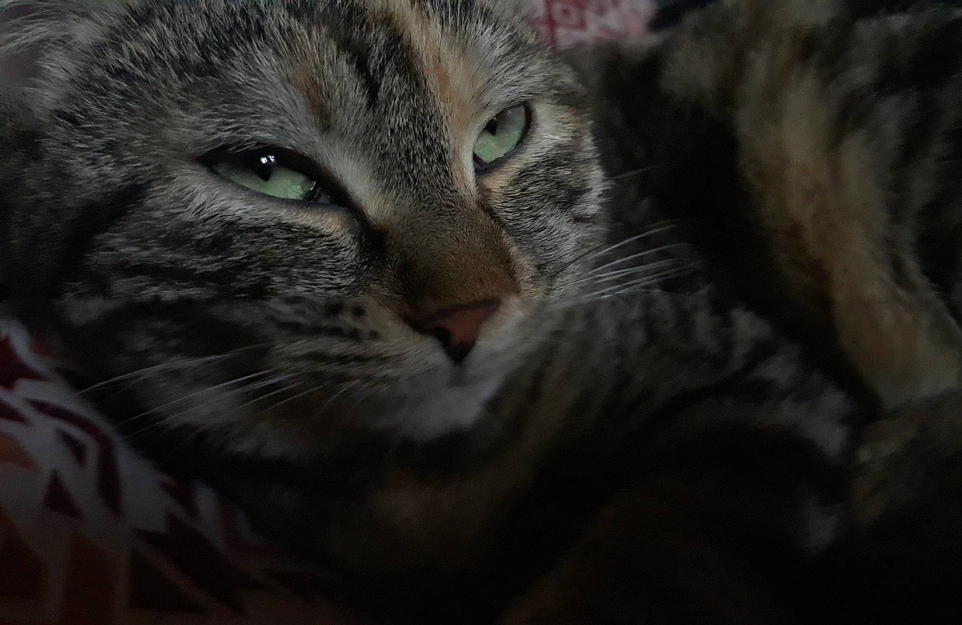 Prudence participe au concours pour gagner de l'argent avec cette photo : american_shorthair, asian, bengal, carnivore, cat, close_up, domestic_short_haired_cat, dragon_li, european_shorthair, eye, felidae, fur, mammal, ocicat, pixie_bob, small_to_medium_sized_cats, snout, tabby_cat, vertebrate, whiskers