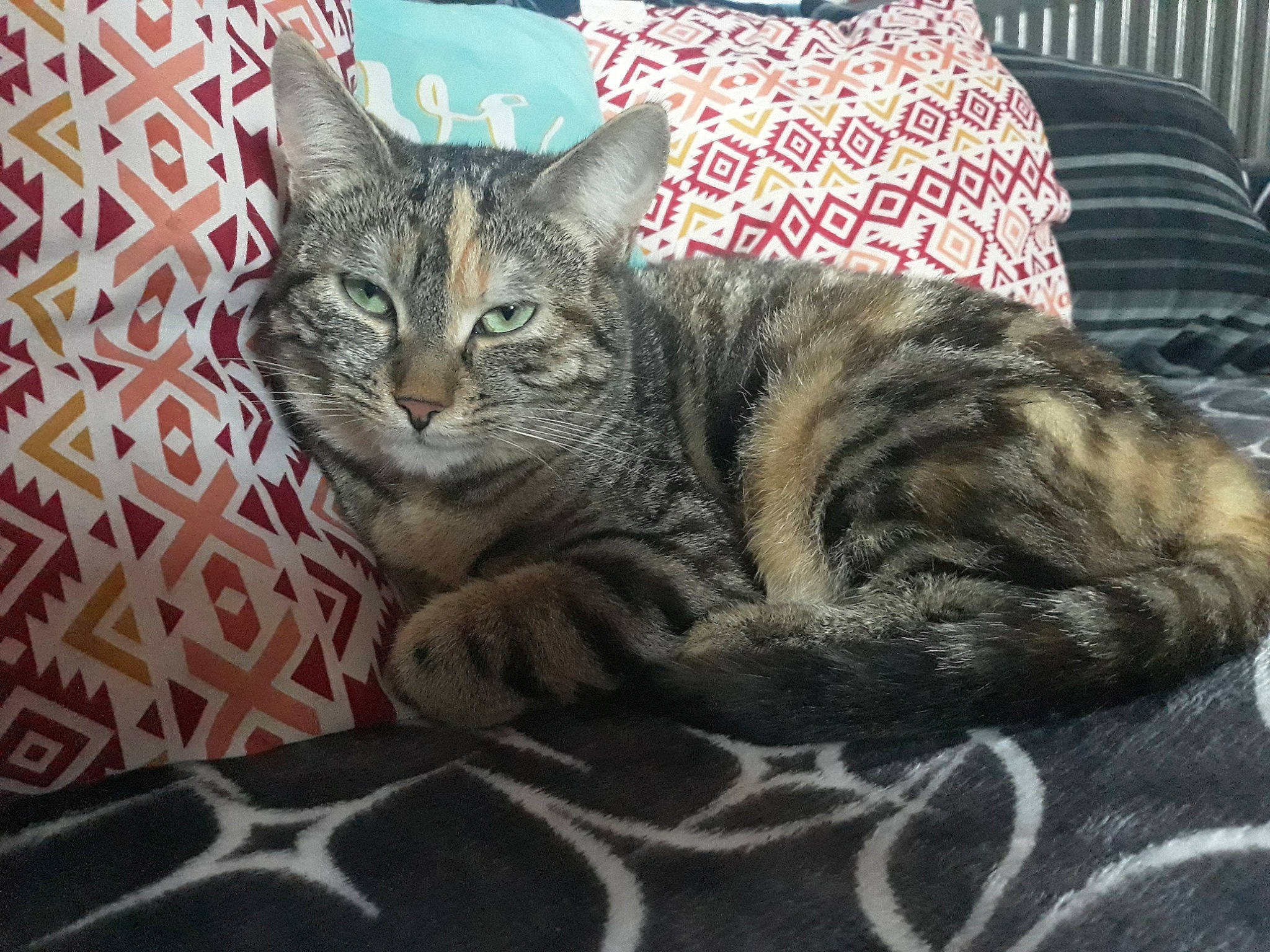 Prudence participe au concours pour gagner de l'argent avec cette photo : american_shorthair, american_wirehair, asian, australian_mist, california_spangled, carnivore, cat, domestic_short_haired_cat, dragon_li, egyptian_mau, european_shorthair, felidae, kitten, mammal, ocicat, pixie_bob, small_to_medium_sized_cats, tabby_cat, vertebrate, whiskers