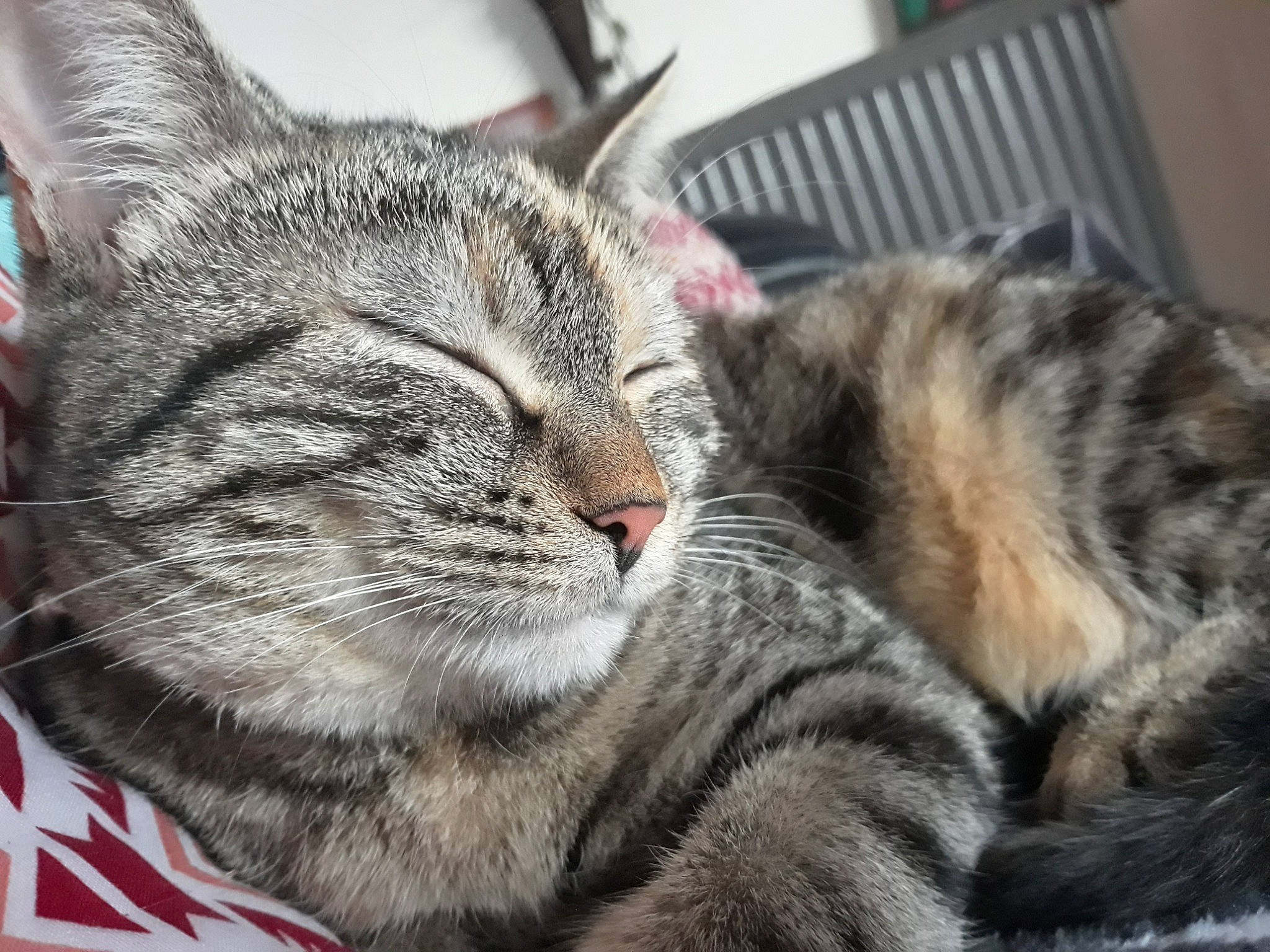 Prudence a rejoint le concours — aidez-le/la à gagner de superbes lots ! aegean_cat, american_shorthair, american_wirehair, asian, california_spangled, carnivore, cat, domestic_short_haired_cat, dragon_li, european_shorthair, felidae, fur, kitten, mammal, nap, pixie_bob, small_to_medium_sized_cats, snout, tabby_cat, whiskers