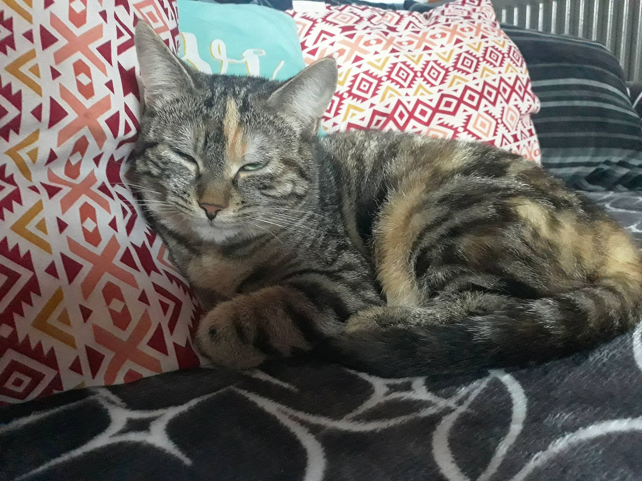 Prudence a rejoint le concours — aidez-le/la à gagner de superbes lots ! american_shorthair, asian, australian_mist, california_spangled, carnivore, cat, domestic_short_haired_cat, dragon_li, egyptian_mau, european_shorthair, felidae, kitten, mammal, ocicat, pixie_bob, small_to_medium_sized_cats, snout, tabby_cat, vertebrate, whiskers