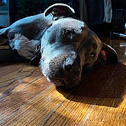 Charlie is registered to the contest to win money with this photo: brown_coat, canine, close_up, collar, dog, domestic_interior, ear, eyes, floorboards, hardwood_floor, indoor, lying_down, muzzle, nose, pet, portrait, relaxed, shadow, sunlight, whiskers