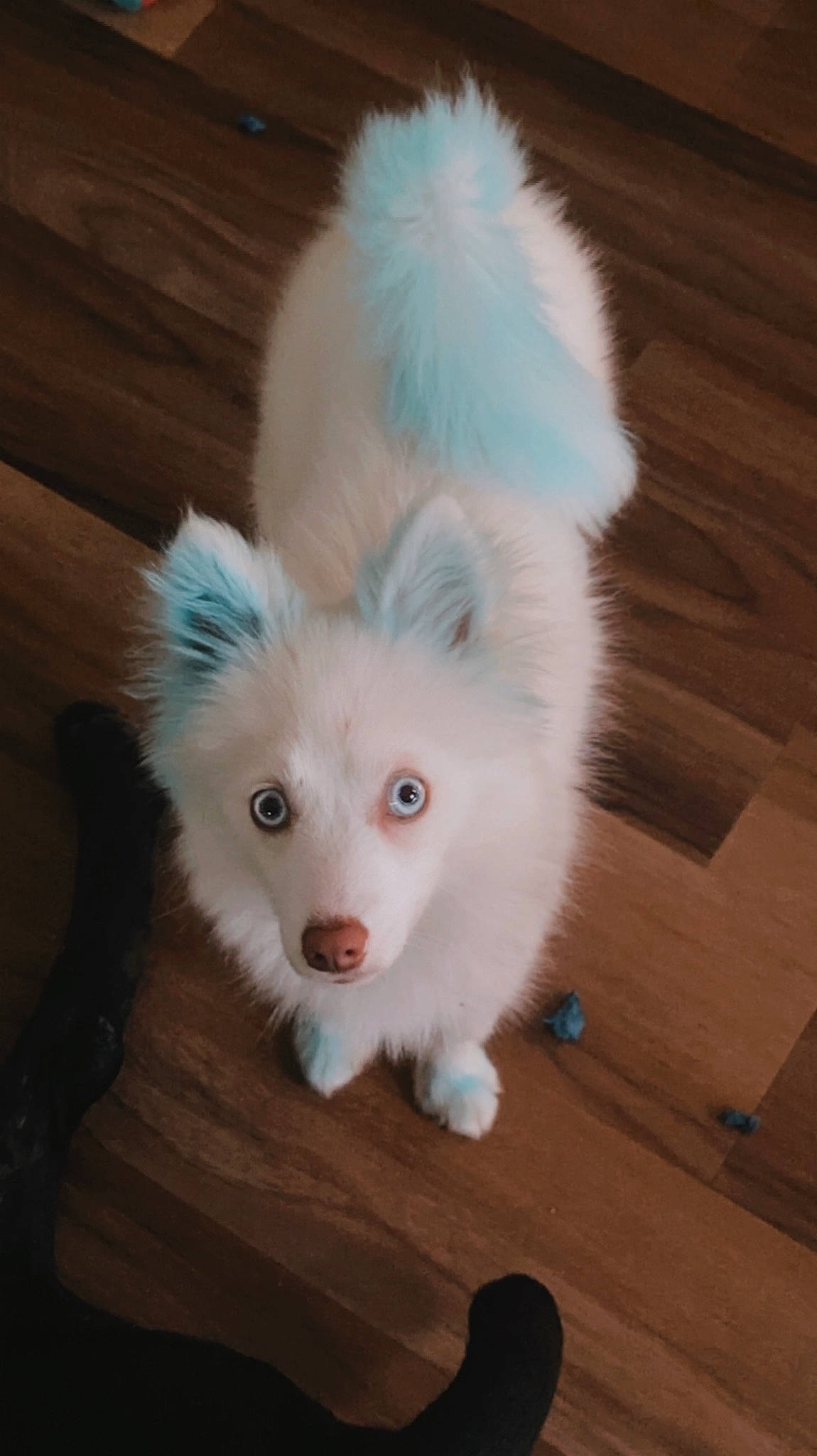 Heidi joined the competition — help win amazing prizes! canidae, carnivore, companion_dog, dog, dog_breed, fawn, flooring, fur, hardwood, plank, samoyed, snout, spitz, sporting_group, tail, toy_dog, volpino_italiano, whiskers, wood, working_animal