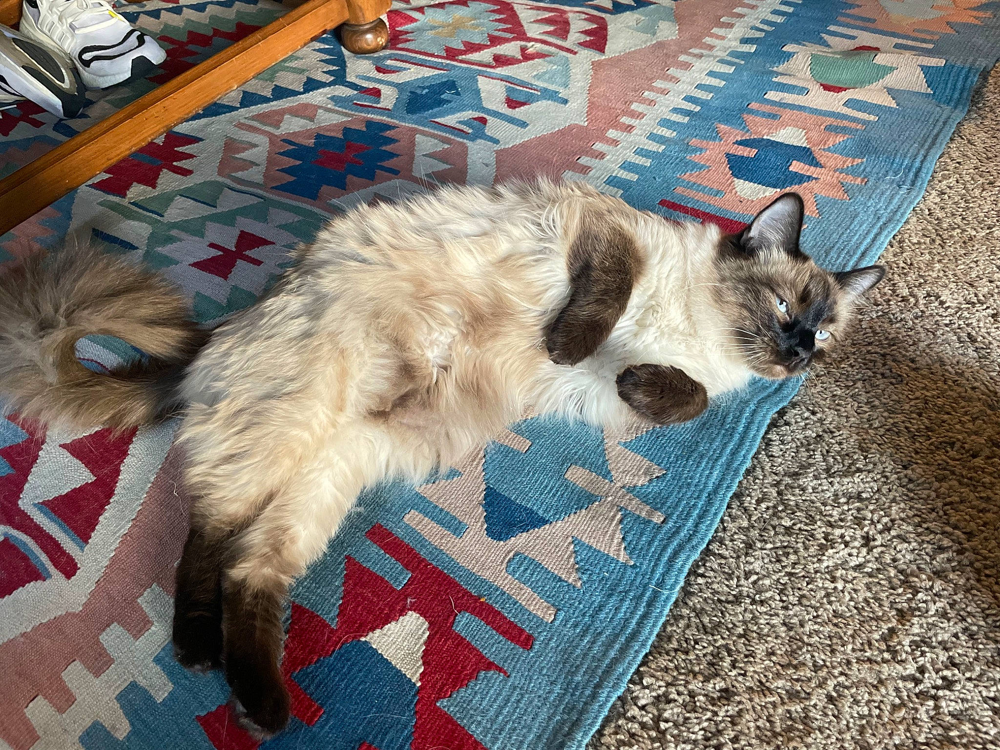 Miss Dolph joined the competition — help win amazing prizes! carnivore, cat, claw, comfort, companion_dog, dog_breed, domestic_short_haired_cat, fawn, felidae, flooring, fur, paw, siamese, small_to_medium_sized_cats, snout, tail, terrestrial_animal, whiskers