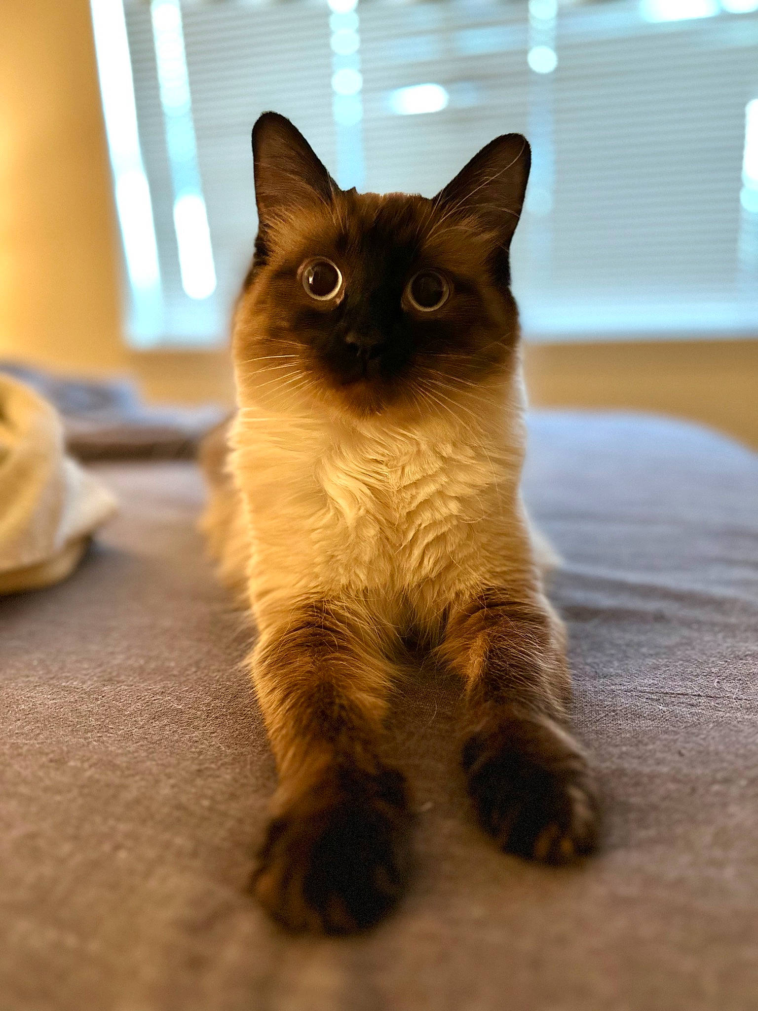 Miss Dolph is registered to the contest to win money with this photo: carnivore, cat, claw, domestic_short_haired_cat, eye, fawn, felidae, flooring, foot, fur, paw, siamese, sitting, small_to_medium_sized_cats, snout, tail, terrestrial_animal, whiskers, window, wood