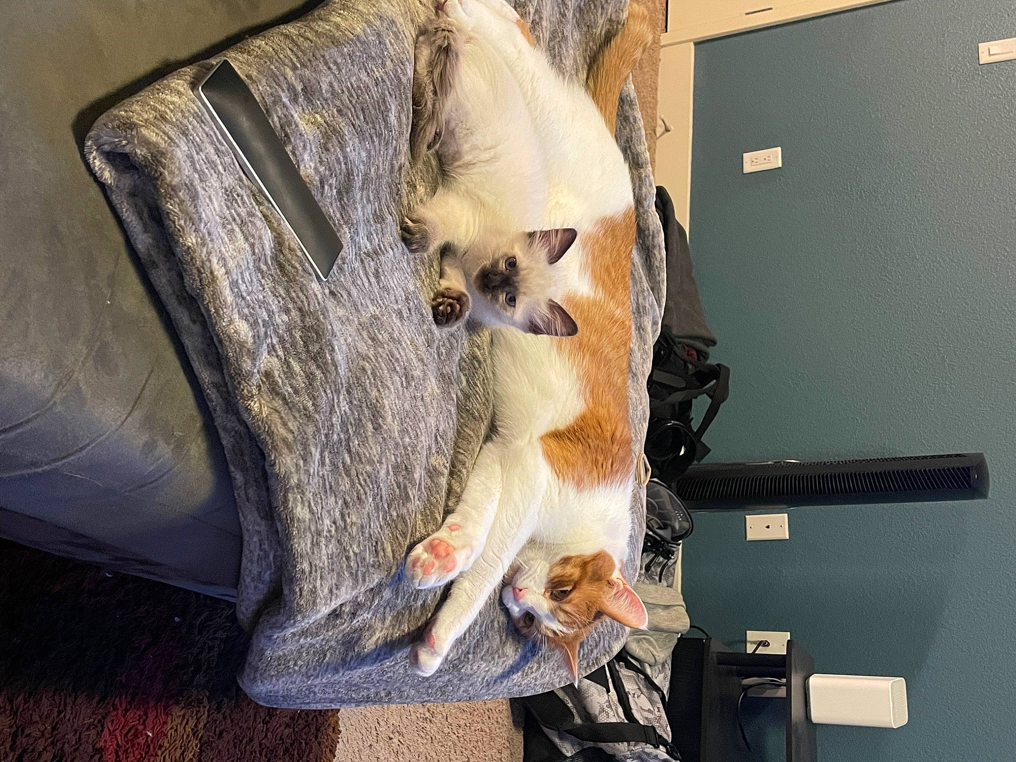 Miss Dolph joined the competition — help win amazing prizes! bag, box, canidae, carnivore, chair, comfort, companion_dog, couch, dog, dog_breed, fawn, felidae, fur, room, stuffed_toy, tail, toy, toy_dog, whiskers, wood