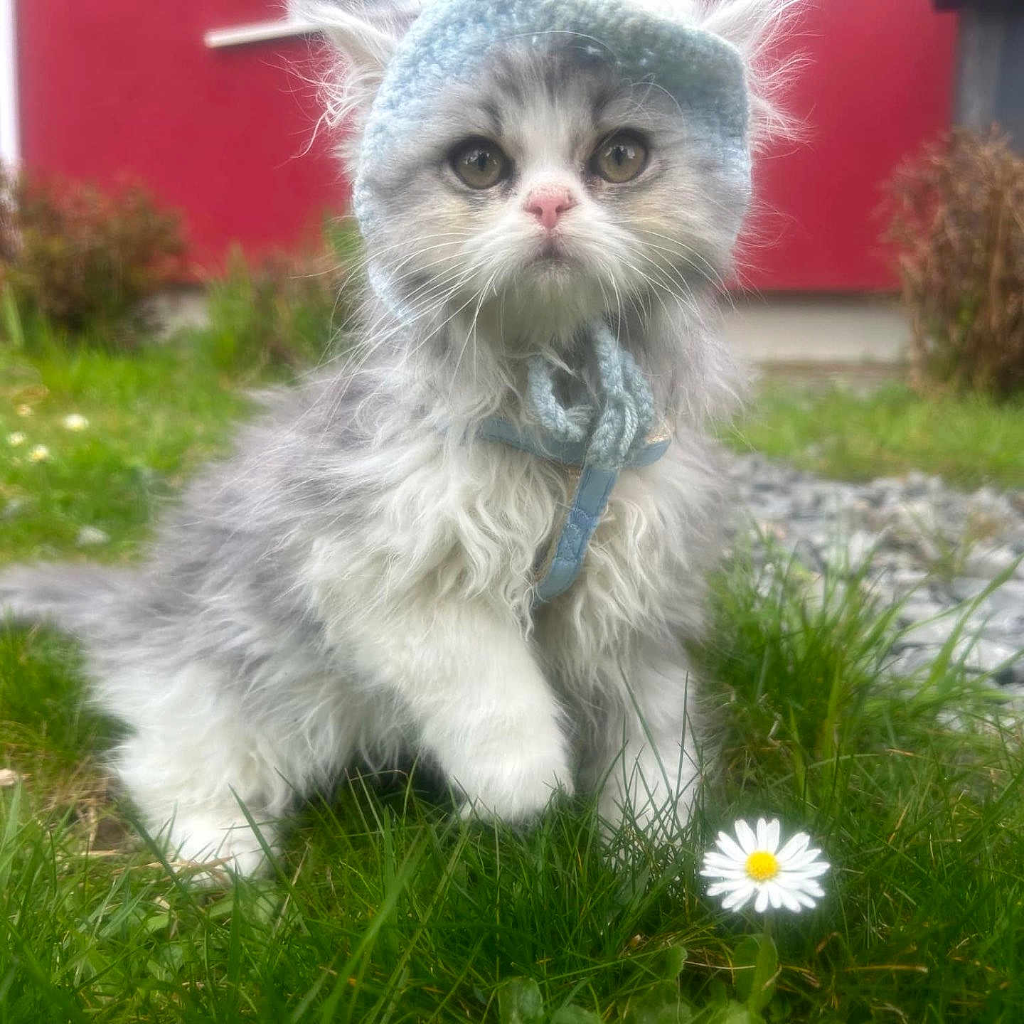 Teyko participe au concours pour gagner de l'argent avec cette photo : animal, architecture, backyard, building, cat, daisy, flower, grass, herbal, herbs, kitten, lawn, nature, outdoors, petal, plant, pottedplant, rock, shelter, yard