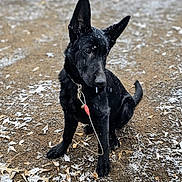 Willie is registered to the contest to win money with this photo: accessories, animal, canine, collar, coyote, dog, germanshepherd, labradorretriever, leash, nature, outdoors, pet, policedog, puppy, rock, silhouette, snout, snow, soil, strap