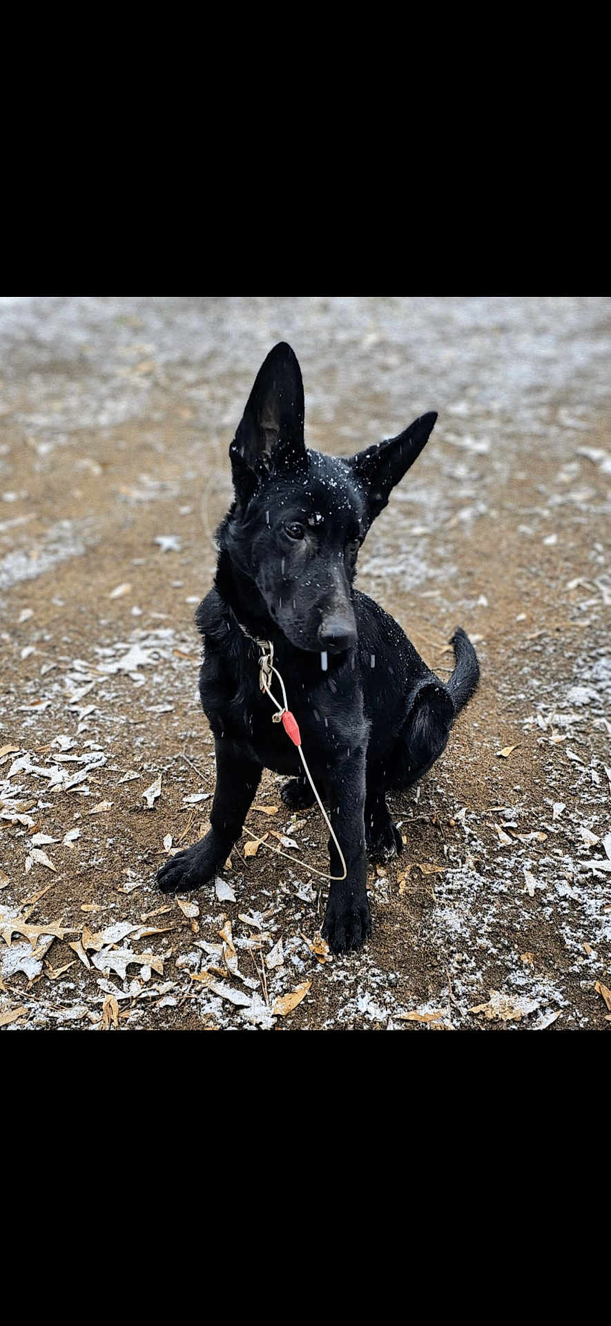 Willie is registered to the contest to win money with this photo: accessories, animal, canine, collar, coyote, dog, germanshepherd, labradorretriever, leash, nature, outdoors, pet, policedog, puppy, rock, silhouette, snout, snow, soil, strap