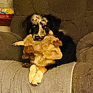 Bear is registered to the contest to win money with this photo: dog, stuffed_animal, toy, couch, indoors, pet, black_and_tan, fluffy, sitting, hugging, playful, cute, animal, living_room, furniture, fabric, portrait, front_view, warm_lighting, companion