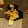 dog, stuffed_animal, toy, couch, indoors, pet, black_and_tan, fluffy, sitting, hugging, playful, cute, animal, living_room, furniture, fabric, portrait, front_view, warm_lighting, companion