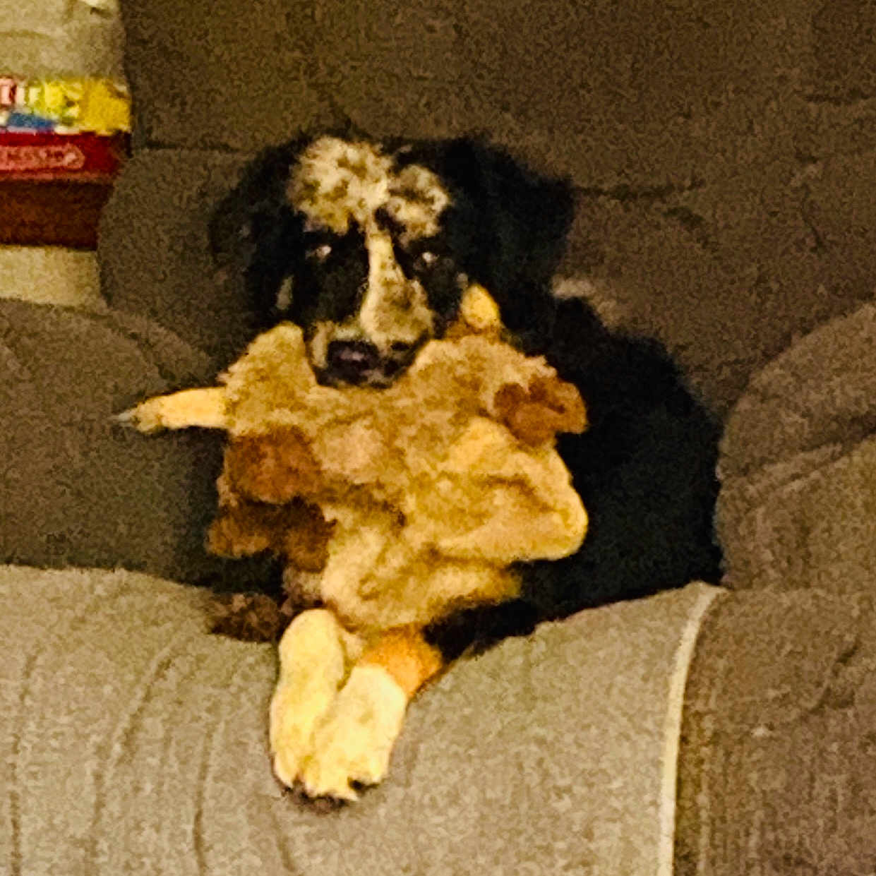 Bear