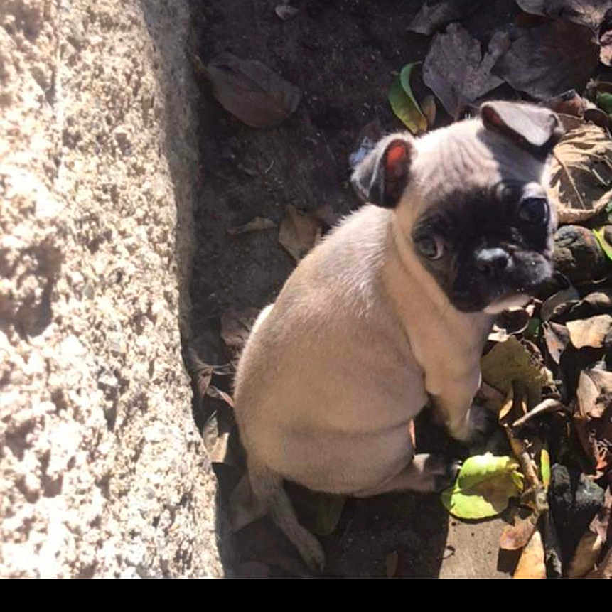 Oti is registered to the contest to win money with this photo: animal, beak, bird, bostonbull, bulldog, canine, computer, computerhardware, dog, electronics, frenchbulldog, hardware, monitor, pc, pet, pug, puppy, rock, screen, soil