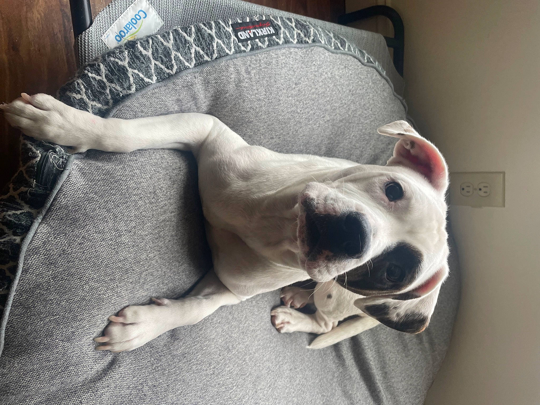 Sky joined the competition — help win amazing prizes! bedding, canidae, carnivore, chest, comfort, companion_dog, couch, dog, dog_breed, fawn, foot, fur, human_leg, linens, paw, pillow, sporting_group, tail, whiskers, working_animal
