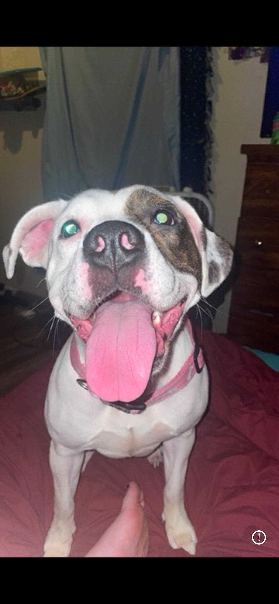 Sky is registered to the contest to win money with this photo: bulldog, canidae, carnivore, collar, companion_dog, dog, dog_breed, dog_collar, drawer, fawn, fur, molosser, pet_supply, pink, snout, sporting_group, terrestrial_animal, whiskers, working_animal, wrinkle