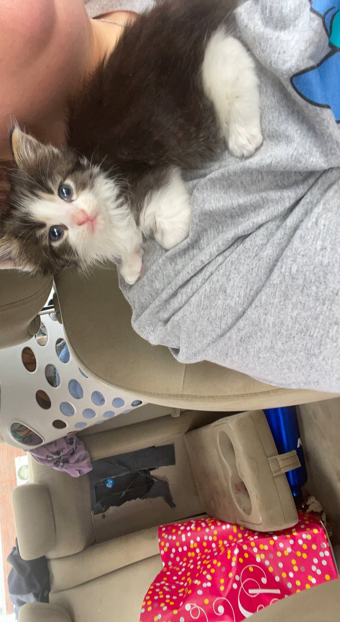 Figaro joined the competition — help win amazing prizes! blue, box, car_seat, carnivore, cat, comfort, domestic_short_haired_cat, felidae, fur, lap, linens, office_equipment, pattern, paw, sitting, small_to_medium_sized_cats, stuffed_toy, tail, whiskers, white