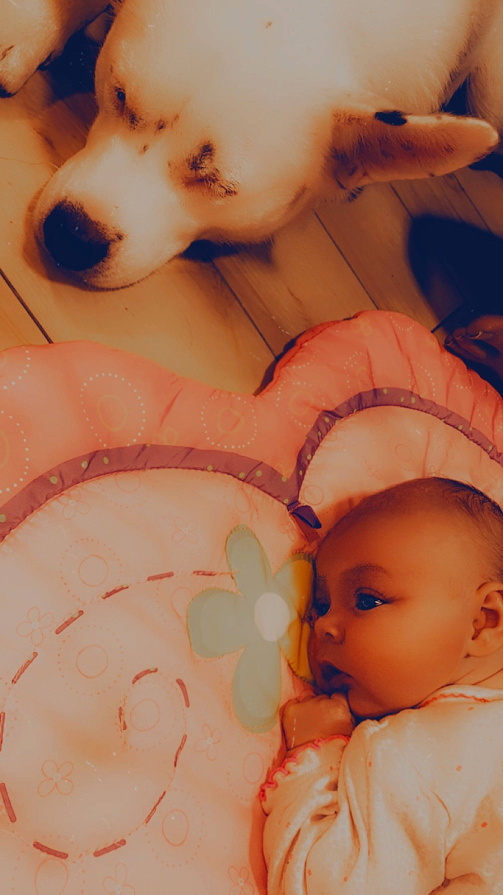 Shaniya is registered to the contest to win money with this photo: beauty, carnivore, companion_dog, dog, dog_breed, doll, ear, eyelash, fawn, mammal, mouth, nose, organ, person, pink, skin, stuffed_toy, textile, toy, vertebrate