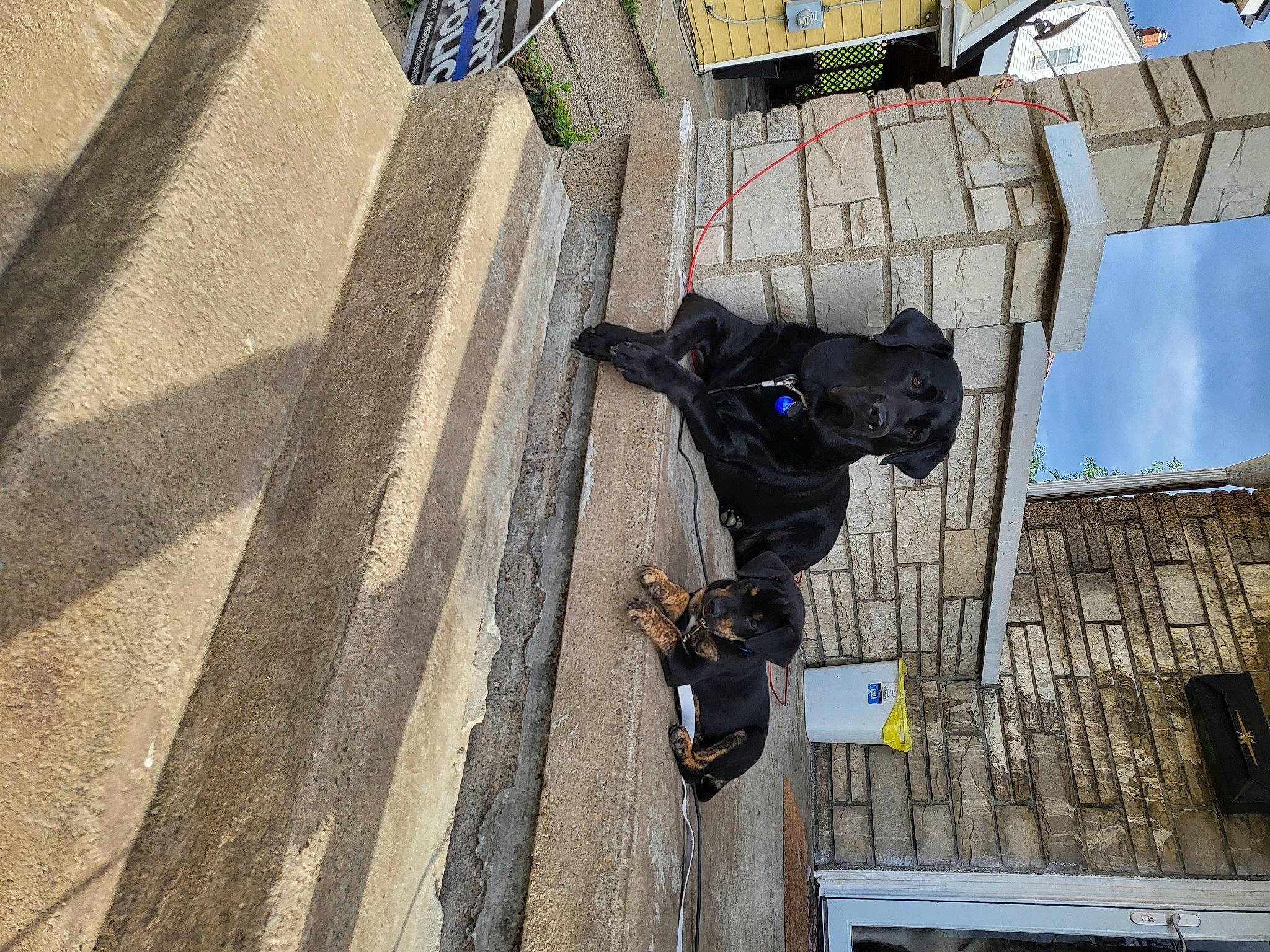 Grimm And Hades is registered to the contest to win money with this photo: adventure, art, building, carnivore, dog, dog_breed, flooring, recreation, road_surface, sculpture, shadow, sidewalk, sky, sporting_group, street, wood, working_animal