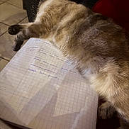 Mia a rejoint le concours — aidez-le/la à gagner de superbes lots ! cat, sleeping_cat, notebook, graph_paper, handwriting, paw, fur, wicker_chair, red_cushion, tiled_floor, indoor, cozy, pet, nap, relaxing, furniture, closeup, document, home, study_area