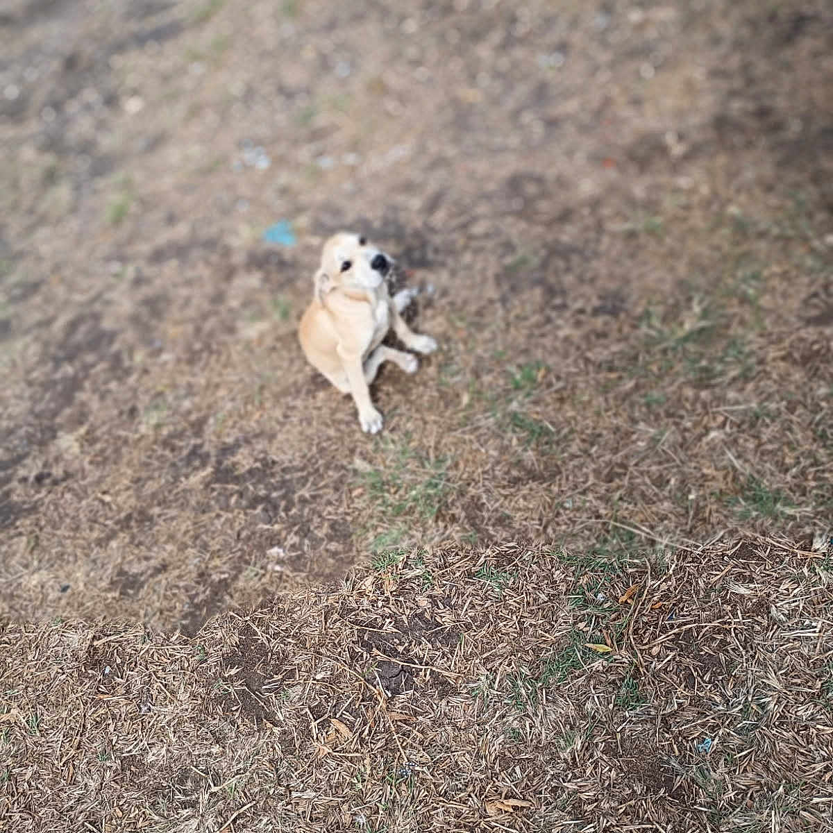 Gizmo