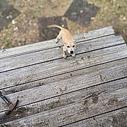 Gizmo joined the competition — help win amazing prizes! puppy, dog, wooden_deck, hammer, outdoor, pet, animal, curious, brown, tool, planks, closeup, blurry_background, nature, young_dog, small, playing, daylight, wood, construction