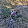 animal, brown, canine, dog, dry_grass, field, grass, happy, leaf, leash, nature, outdoor, pet, plants, playful, puppy, summer, sunlight, tongue_out, white
