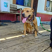 Chula joined the competition — help win amazing prizes! dog, tongue_out, chain, wooden_porch, bench, bucket, hose, mobile_home, window, air_conditioner, outdoor, pet, happy, sitting, brown_dog, collar, leash, daylight, rustic, wood