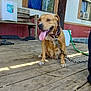 dog, tongue_out, chain, wooden_porch, bench, bucket, hose, mobile_home, window, air_conditioner, outdoor, pet, happy, sitting, brown_dog, collar, leash, daylight, rustic, wood