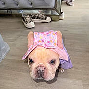 Paris is registered to the contest to win money with this photo: dog, french_bulldog, puppy, hat, clothing, indoor, floor, wooden_floor, pet, cute, animal, looking_up, ears, pink, purple, footwear, furniture, home, curious, portrait