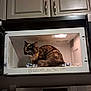 appliance, cat, countertop, curious, digital_clock, dish_towel, fur, green_eyes, home, indoor, kitchen, kitchen_cabinet, microwave, microwave_interior, open_door, pet, sitting, stove, tortoiseshell_cat, towel
